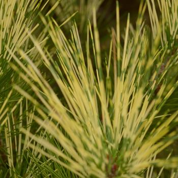 Pinus parviflora ''Ogon'' (Variegated Japanese White Pine) - Ogon Variegated Japanese White Pine