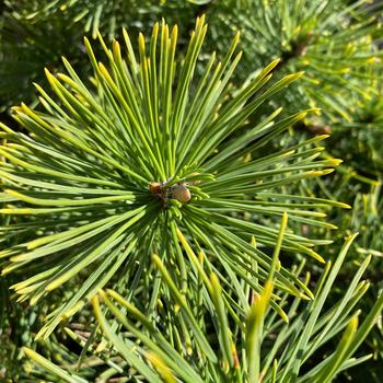 Pinus mugo ''Winter Sun (Wintersonne)'' (Mugo Pine) - Winter Sun (Wintersonne) Mugo Pine