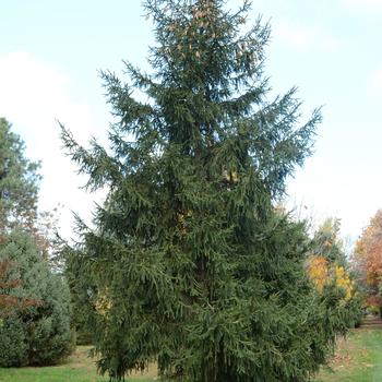 Picea orientalis ''Aureospicata'' (Oriental Spruce) - Aureospicata Oriental Spruce