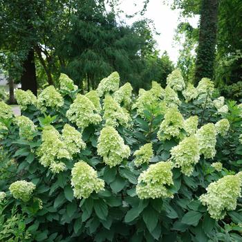 Hydrangea paniculata ''SMNHPH'' (Panicle Hydrangea) - Limelight Prime® Panicle Hydrangea