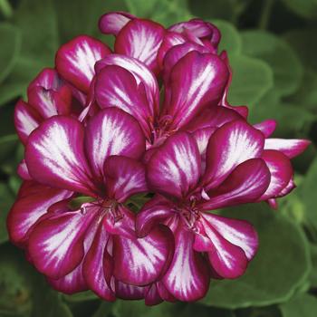Pelargonium peltatum ''Burgundy Bicolor'' (Ivy Geranium) - Ivy League™ Burgundy Bicolor