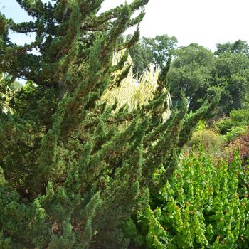 Juniperus chinensis ''Kaizuka - Torulosa™ Hollywood Juniper