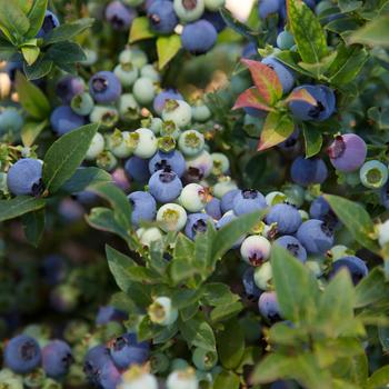 Vaccinium ''ZF06-179'' PP24662 CPBR5496 (Blueberry) - Bushel and Berry® Jelly Bean®