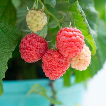 Rubus ''NR7'' PP22141, CPBR 4580 (Raspberry) - Raspberry