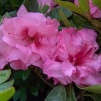 Rhododendron (Azalea) - Rebloom® 'Pink Corsage™'