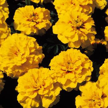 Tagetes patula ''Janie Bright Yellow'' (French Marigold) - Janie Bright Yellow French Marigold