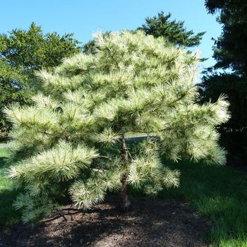 Pinus densiflora ''Oculus Draconis'' (Dragon-Eye Japanese Red Pine) - Oculus Draconis Dragon-Eye Japanese Red Pine
