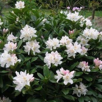 Rhododendron catawbiense - 'Cunningham's White'
