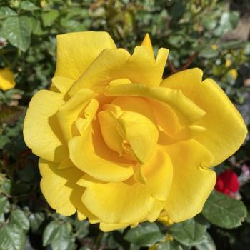 Rosa - 'Radiant Perfume' Grandiflora Rose