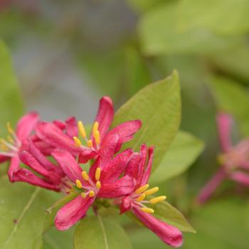 Lonicera tatarica ''Arnold Red'' (Arnold Red Honeysuckle) - Arnold Red Arnold Red Honeysuckle