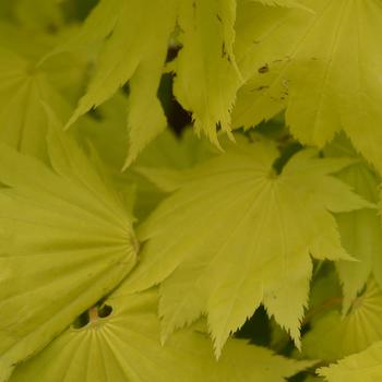 Acer shirasawanum ''Aureum'' (Fullmoon Maple) - Aureum Fullmoon Maple