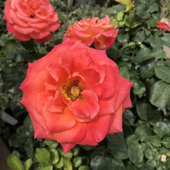 Rosa - 'Burst of Joy' Rose