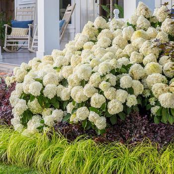 Hydrangea paniculata ''LeeP1'' PP28973 (Hydrangea) - White Wedding® Hydrangea