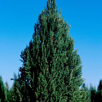 Juniperus chinensis - ''Blue Point'' Chinese Juniper