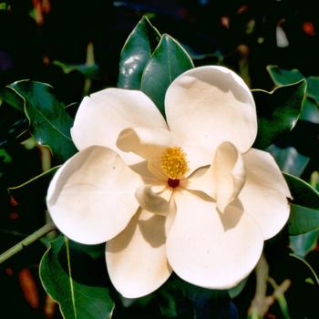 Magnolia grandiflora ''Little Gem'' (Southern Magnolia) - Little Gem Southern Magnolia