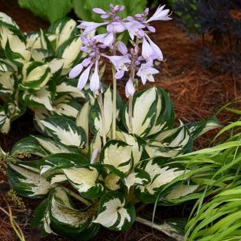 Hosta ''Fire and Ice'' (Plantain Lily, Hosta) - Fire and Ice Plantain Lily, Hosta