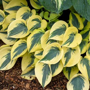 Hosta ''Autumn Frost'' PP23224, Can 4946 (Hosta, Plantain Lily) - Shadowland® Autumn Frost