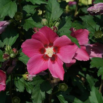 Hibiscus syriacus - Rose of Sharon