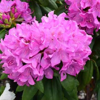 Rhododendron catawbiense - 'Roseum Pink'