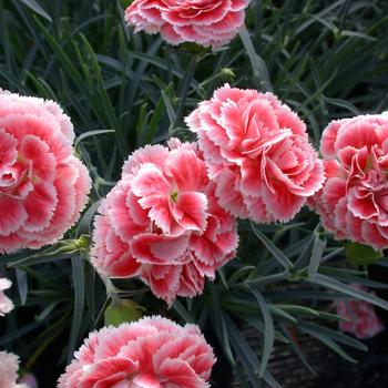 Dianthus ''Coral Reef'' PP19660 (Pinks) - Scent First® Coral Reef