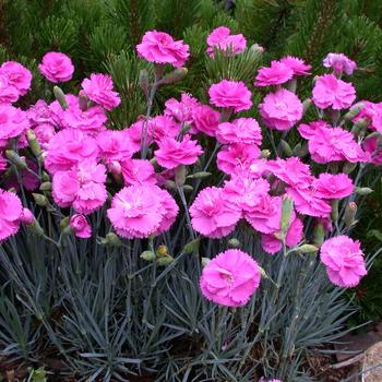Dianthus ''Devon Pp11'' PP14919 (Dianthus) - Scent First® Tickled Pink