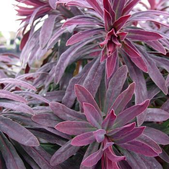 Euphorbia amygdaloides ''Waleuphglo'' (Spurge) - Sahara™ Ruby Glow