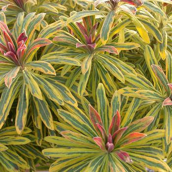 Euphorbia x martinii ''Ascot Rainbow'' PP21401 - Sahara™ ''Ascot Rainbow'' Spurge