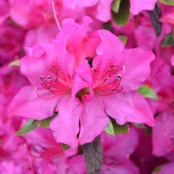 Rhododendron (Azalea) - ReBLOOM™ 'Purple Spectacular™'