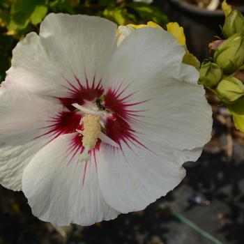 Hibiscus syriacus ''Red Heart'' (Rose of Sharon) - Red Heart Rose of Sharon