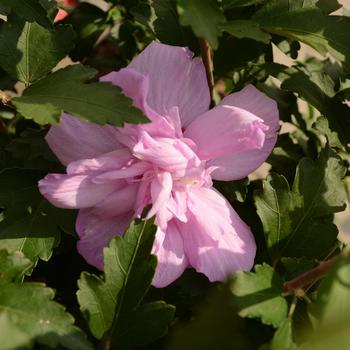 Hibiscus syriacus ''Ardens'' (Rose of Sharon) - Ardens Rose of Sharon