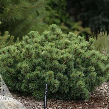 Pinus parviflora ''Catherine Elizabeth'' (Japanese White Pine) - Catherine Elizabeth Japanese White Pine