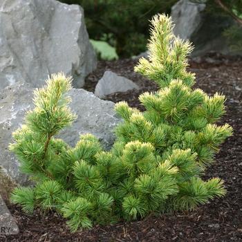 Pinus parviflora ''Goldilocks'' (Japanese White Pine) - Goldilocks Japanese White Pine