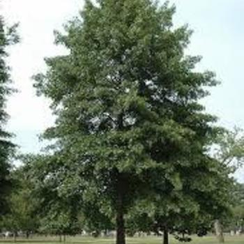 Quercus palustris (Pin Oak) - Pin Oak
