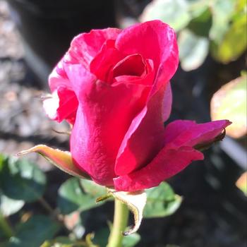Rosa - 'Parade Day' Rose