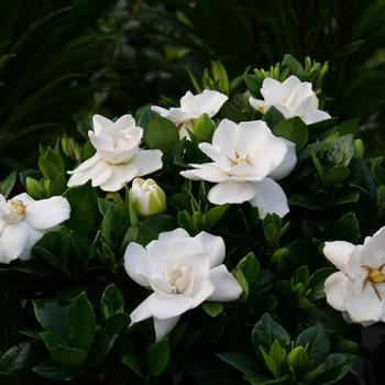 Gardenia jasminoides ''Prince Charles'' - Steady As She Goes® 