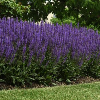 Salvia nemorosa ''Blue by You'' PP31033 (Meadow Sage) - Blue by You Meadow Sage