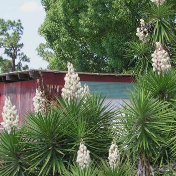 Yucca filamentosa ''Ivory Tower'' (Yucca) - Ivory Tower Yucca