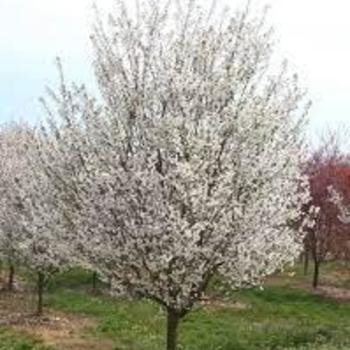 Prunus ''Snow Goose'' (Cherry) - Snow Goose Cherry