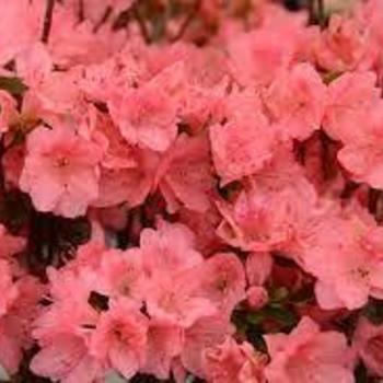 Rhododendron Karume hybrid - 'Blaauw's Pink' Azalea
