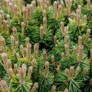 Pinus mugo var. pumilio (Dwarf Mountain Pine) - Dwarf Mountain Pine