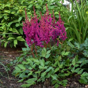 Astilbe chinensis ''Vision in Red'' (False Spirea) - Vision in Red False Spirea