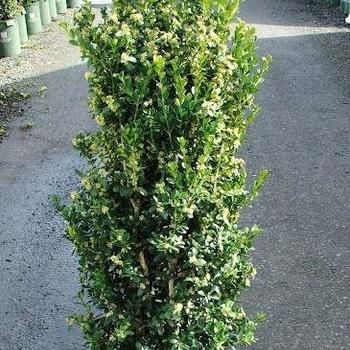 Buxus sempervirens ''Fastigiata'' (Boxwood) - Fastigiata Boxwood