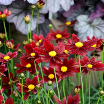 Coreopsis ''Red Elf'' PP27918 (Tickseed) - L''il Bang™ Red Elf