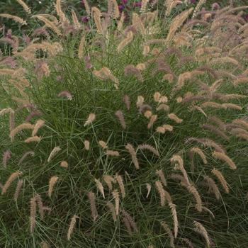 Pennisetum orientale ''Karley Rose'' PP12909 (Oriental Fountain Grass) - Karley Rose Oriental Fountain Grass