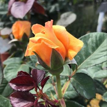 Rosa - 'Vavoom™' Floribunda Rose