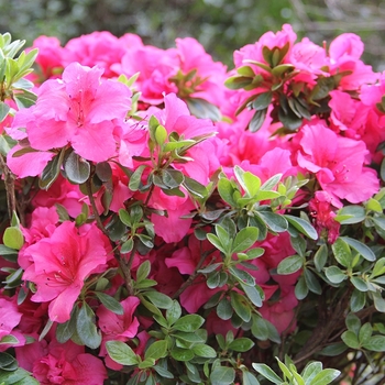 Rhododendron (Reblooming Azalea) - Bloom-A-Thon® 'Hot Pink'
