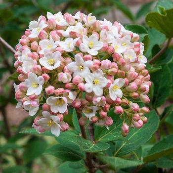 Viburnum x burkwoodii (Burkwood Viburnum) - Burkwood Viburnum
