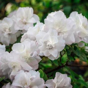 Rhododendron Linwood hybrid - 'Hardy Gardenia' Azalea