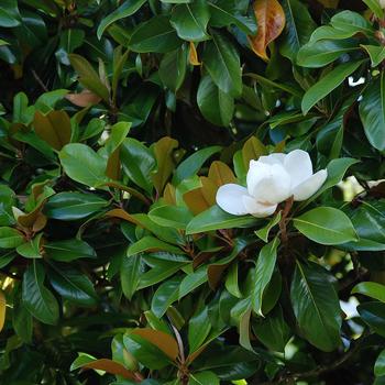 Magnolia grandiflora ''D.D. Blanchard'' (Southern Magnolia) - D.D. Blanchard Southern Magnolia