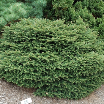 Picea abies ''Nidiformis'' (Bird''s Nest Spruce) - Nidiformis Bird''s Nest Spruce